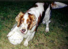 - Jag lgger straffen, husse/ - The free kick is mine, Dad!