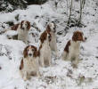 Tango, Sally, Selma, Meggie och Iza p promenad 28/11 -07